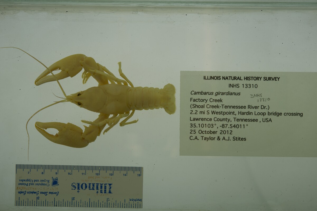 Cambarus girardianus image